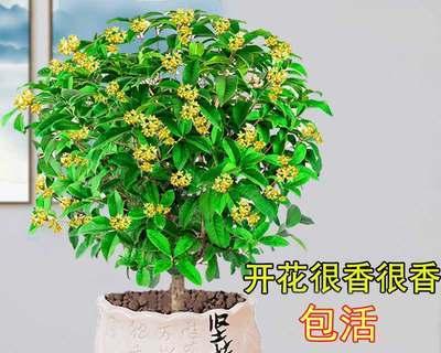 桂花盆景如何养护（桂花的栽培与管理技术）