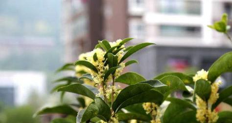 桂花如何种植（桂花树种植时间和方法）