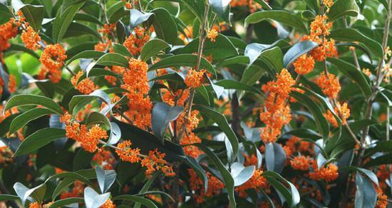 桂花如何种植（桂花树种植时间和方法）