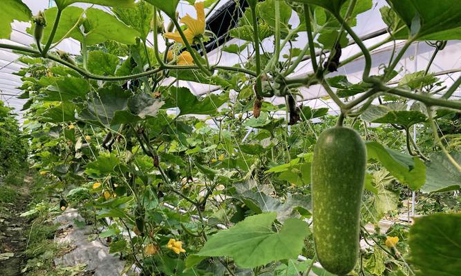 节瓜适合什么季节种植（有关节瓜的栽培技术）