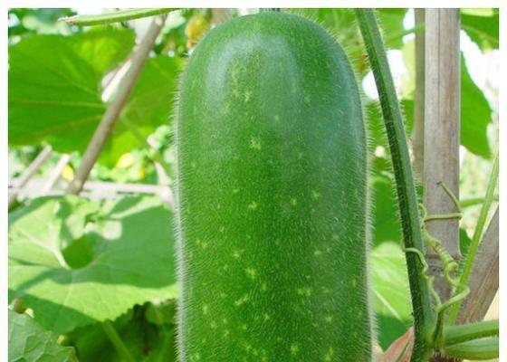 节瓜适合什么季节种植（有关节瓜的栽培技术）