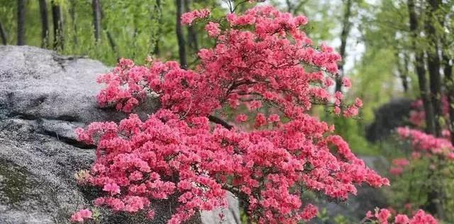 映山红怎么栽种（映山红种植方法和注意事项）