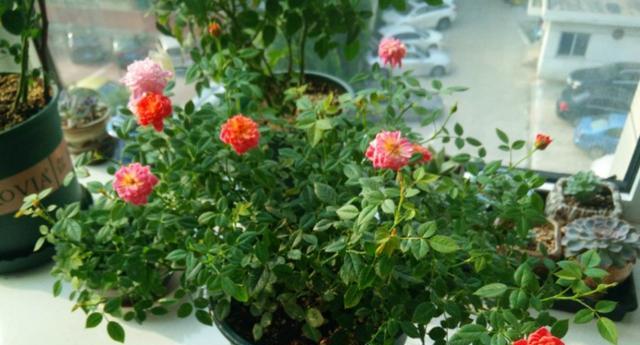 哪种月季花好养又好看（月季花十大经典品种分享）
