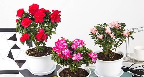 杜鹃花怎么养殖（杜鹃花的栽培与管理）