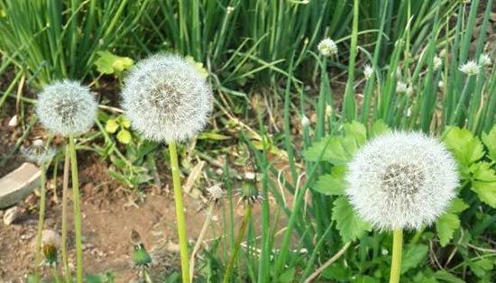 蒲公英什么时候种植最合适（蒲公英的种植方法和时间）