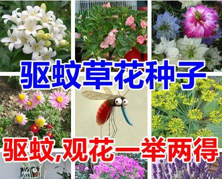 薰衣草种子怎么种（薰衣草种子种植方法步骤）