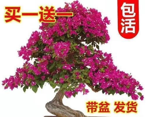 花卉三角梅怎么养（三角梅养护的正确方法）