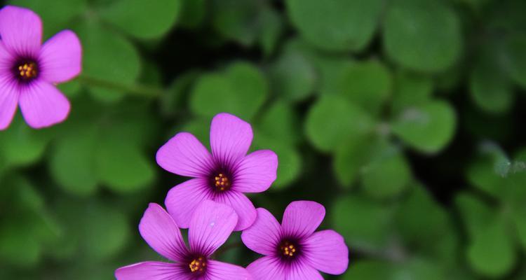 红花枫叶（关于红花枫叶的详细介绍）