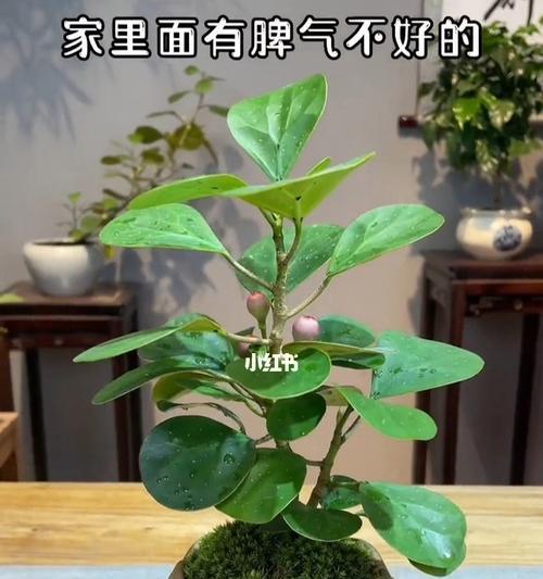 菩提树盆栽好养吗（菩提树盆栽的养殖方法分享）