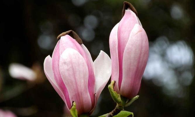 玉兰花有几种颜色（玉兰花品种介绍）