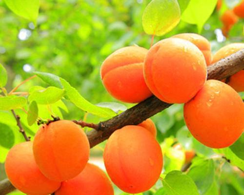 杏树种子怎么种（杏树的种植与管理）