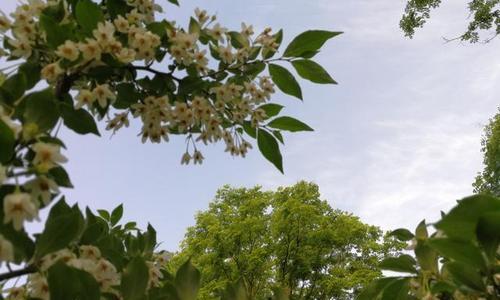 野茉莉是什么植物（野茉莉是落叶藤本植物）