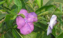 野茉莉是什么植物（野茉莉是落叶藤本植物）