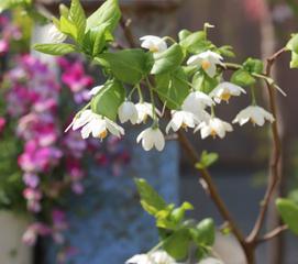 野茉莉是什么植物（野茉莉是落叶藤本植物）