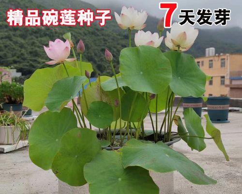 旱莲花怎么养才能开花（旱莲花的养殖方法和注意事项）