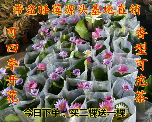 旱莲花怎么养才能开花（旱莲花的养殖方法和注意事项）