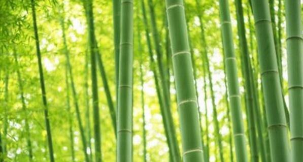 竹子的寓意和花语（竹子的花语及象征）