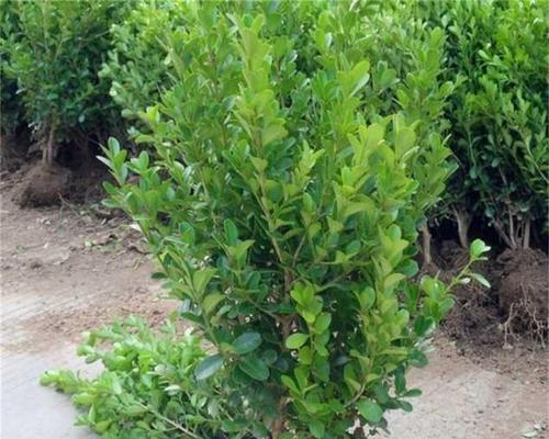 冬青球怎么种植方法（有关冬青球的栽培与管理）