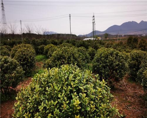 冬青球怎么种植方法（有关冬青球的栽培与管理）