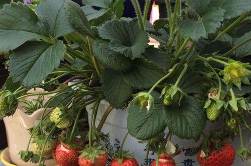 如何种草莓育苗（草莓育苗方法与步骤）