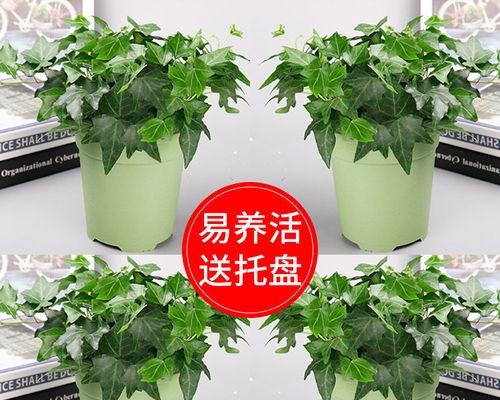 吊兰植物的养殖方法有哪些（家养吊兰的养护技巧）