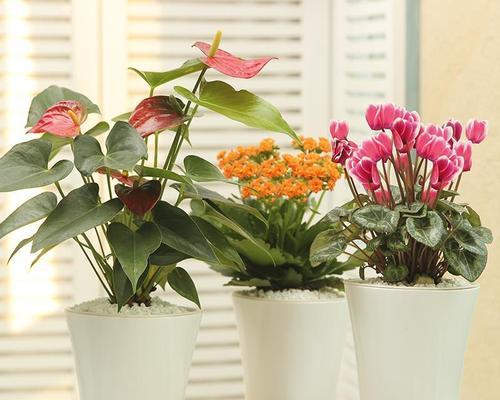 常见的室内花卉有哪些（盘点六种适合养在室内的植物）