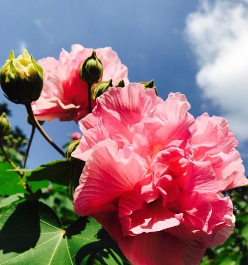 芙蓉花几月开花（有关芙蓉花花期简介）