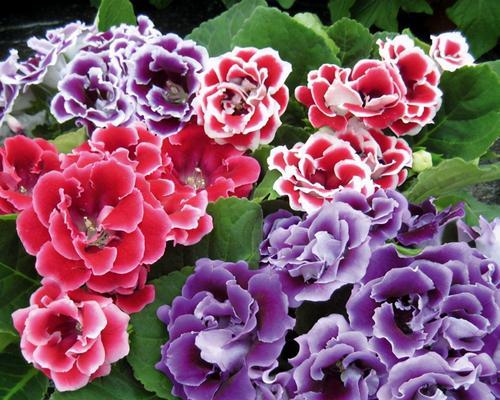 友谊花是什么花（象征友谊的花介绍）