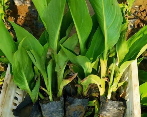 美人蕉球茎怎么种植才好（美人蕉球茎种植方法和时间）