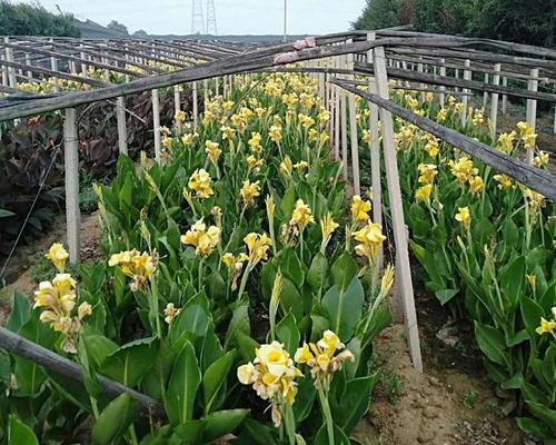 美人蕉球茎怎么种植才好（美人蕉球茎种植方法和时间）