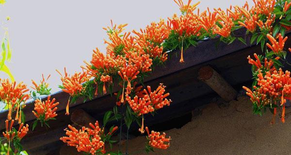 适合室内养的爬墙植物有哪些（适合家养的爬墙植物）