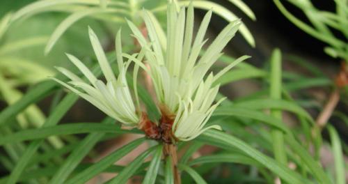 裸子植物什么时候出现（裸子植物的种类和特点）