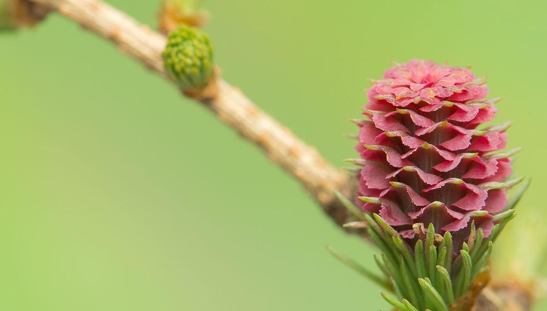 裸子植物什么时候出现（裸子植物的种类和特点）