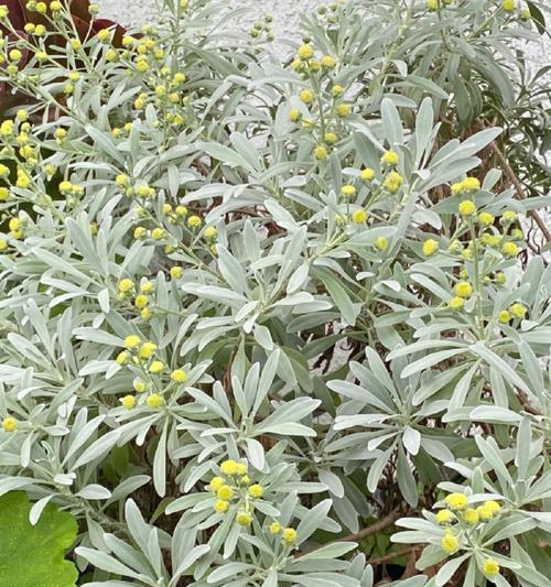 芙蓉菊怎样养殖（盆栽芙蓉菊的栽培技术）