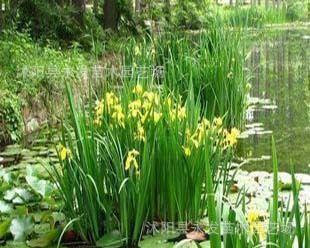 水生植物有哪些品种（常见的水生植物大全）