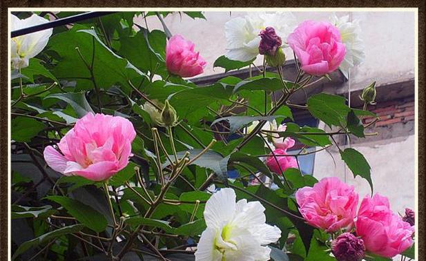 芙蓉花如何养护（芙蓉花的养殖方法及注意事项）