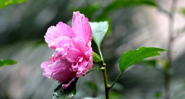 芙蓉花如何养护（芙蓉花的养殖方法及注意事项）