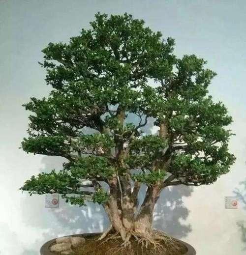 黄杨盆景怎么养护（黄杨盆景养护小妙招）