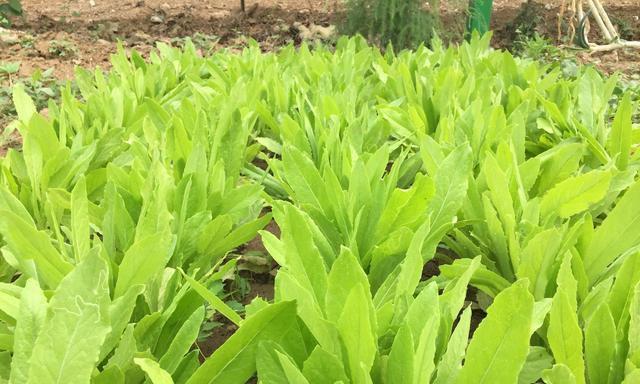 油麦菜怎么种植容易发芽（油麦菜种植技术与管理）