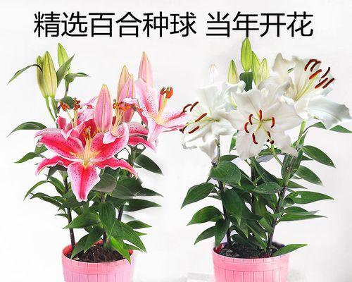 盆栽百合花怎么养才好（盆栽百合花的养殖方法）