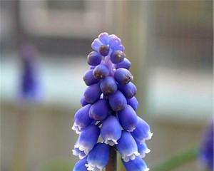 风信子什么时候种植（风信子种植时间和方法）