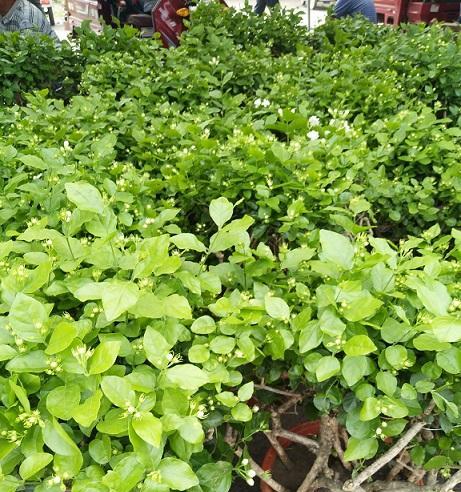 茉莉花的种植方法（详解茉莉花栽培技术）