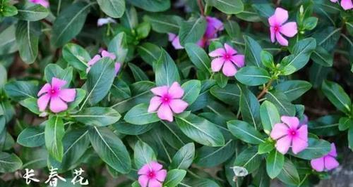 长春花种子怎么种（长春花种植时间和方法）