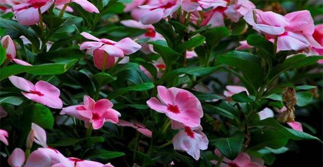 长春花种子怎么种（长春花种植时间和方法）