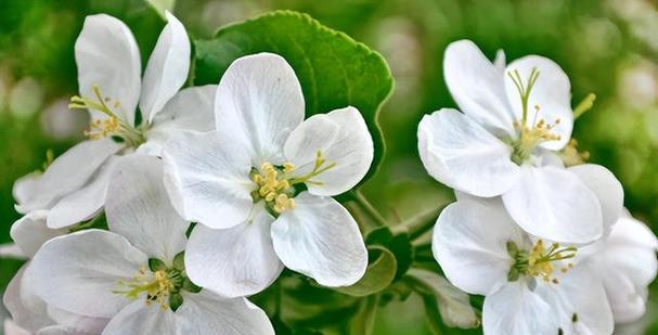 植物靠什么传播种子（盘点10种植物的传播方式）