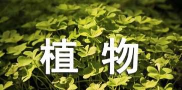 植物靠什么传播种子（盘点10种植物的传播方式）