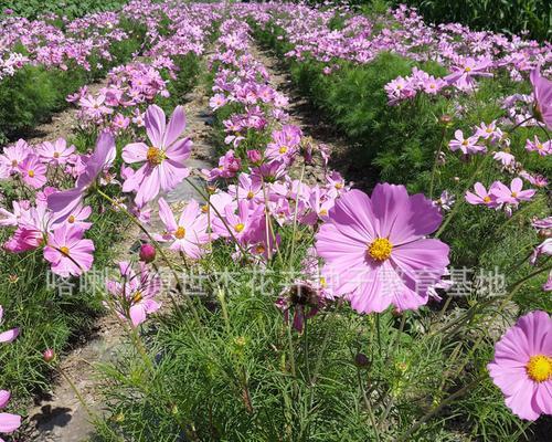 格桑花种子什么时候播种（格桑花种植方法和时间）