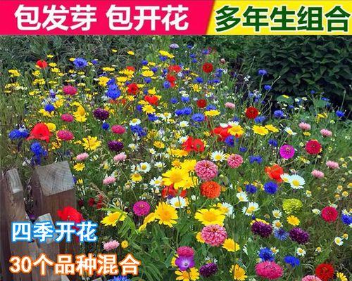 格桑花种子什么时候播种（格桑花种植方法和时间）