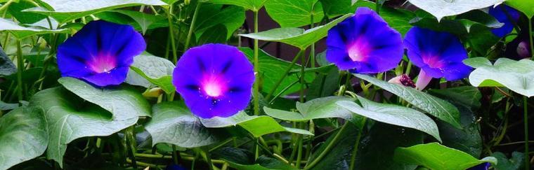 牵牛花什么季节开花（观赏牵牛花花期简介）