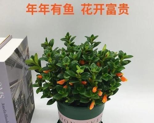 金鱼花怎么养才能更旺盛（金鱼花的养护小窍门）